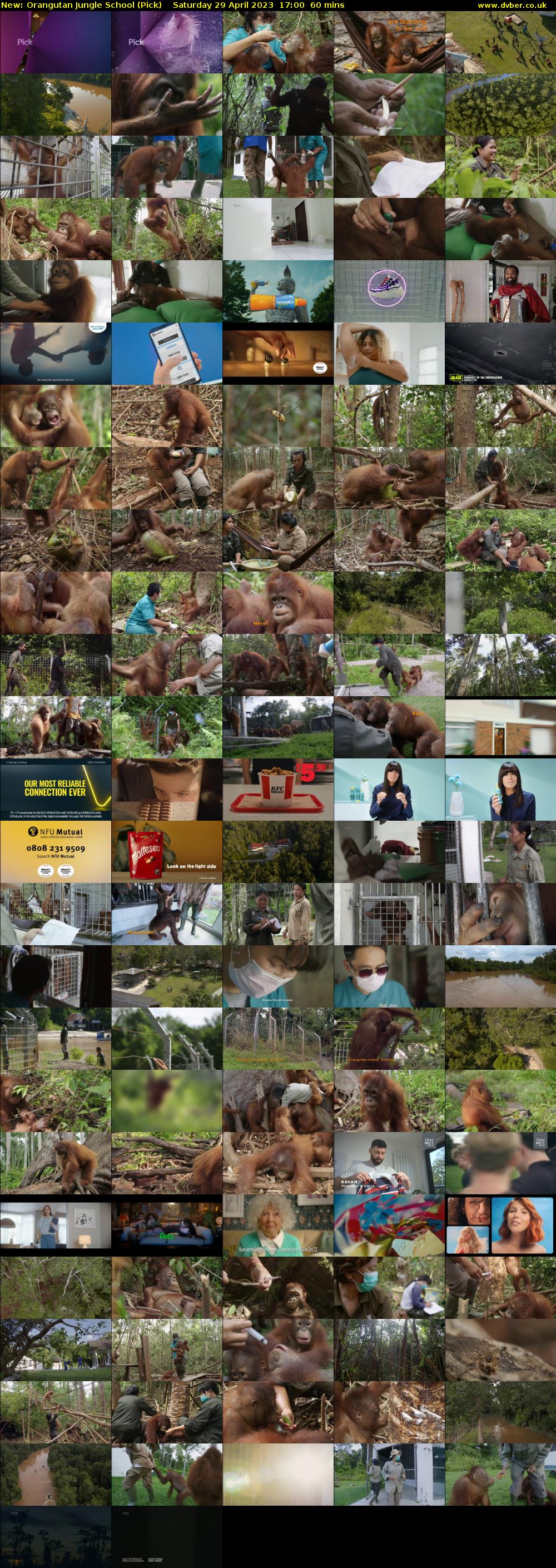 Orangutan Jungle School (Pick) Saturday 29 April 2023 17:00 - 18:00
