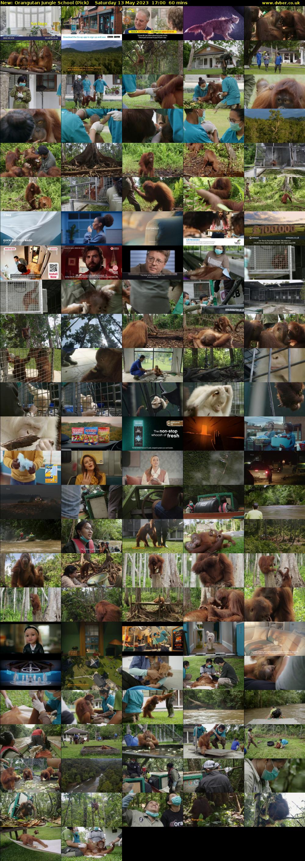 Orangutan Jungle School (Pick) Saturday 13 May 2023 17:00 - 18:00