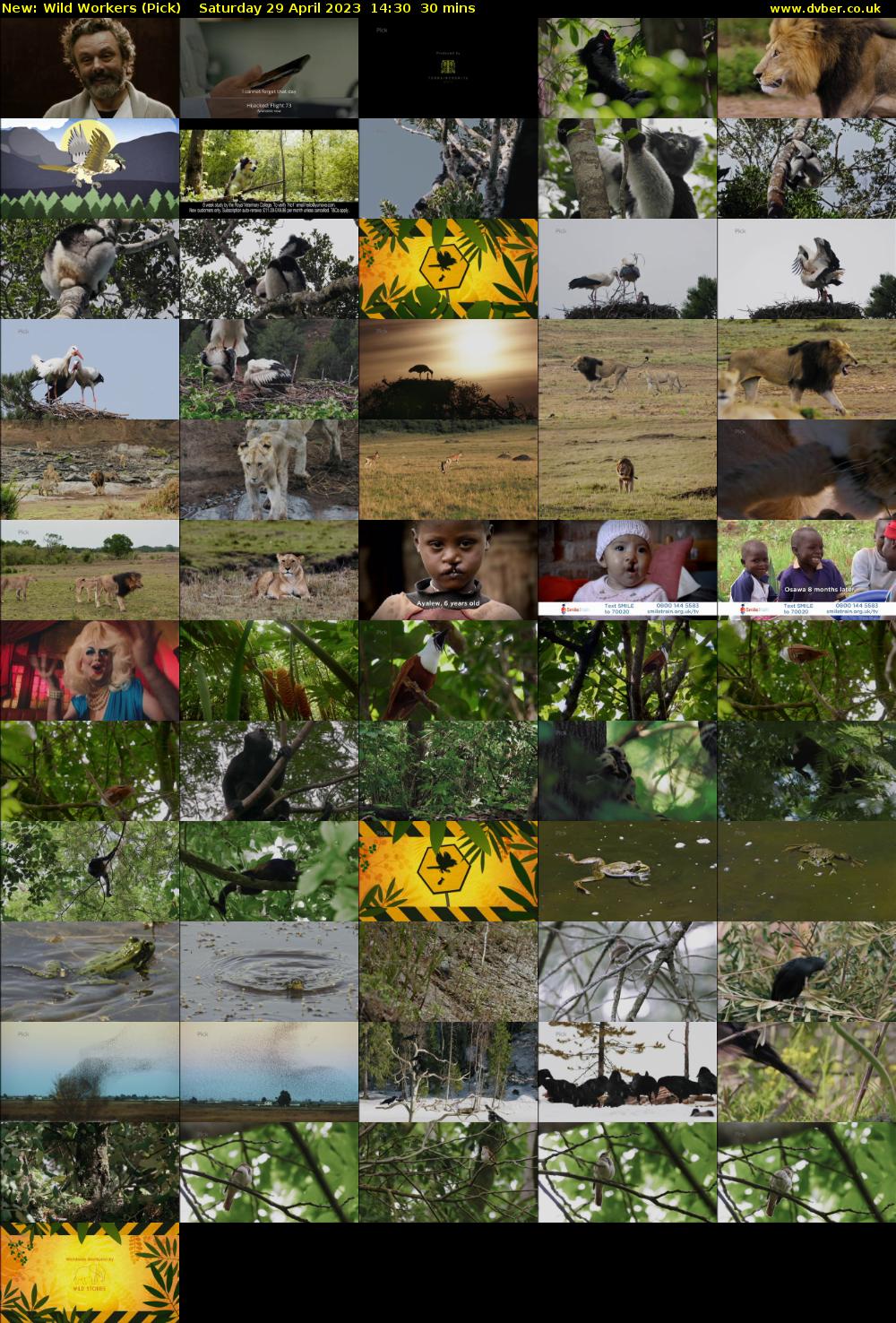 Wild Workers (Pick) Saturday 29 April 2023 14:30 - 15:00