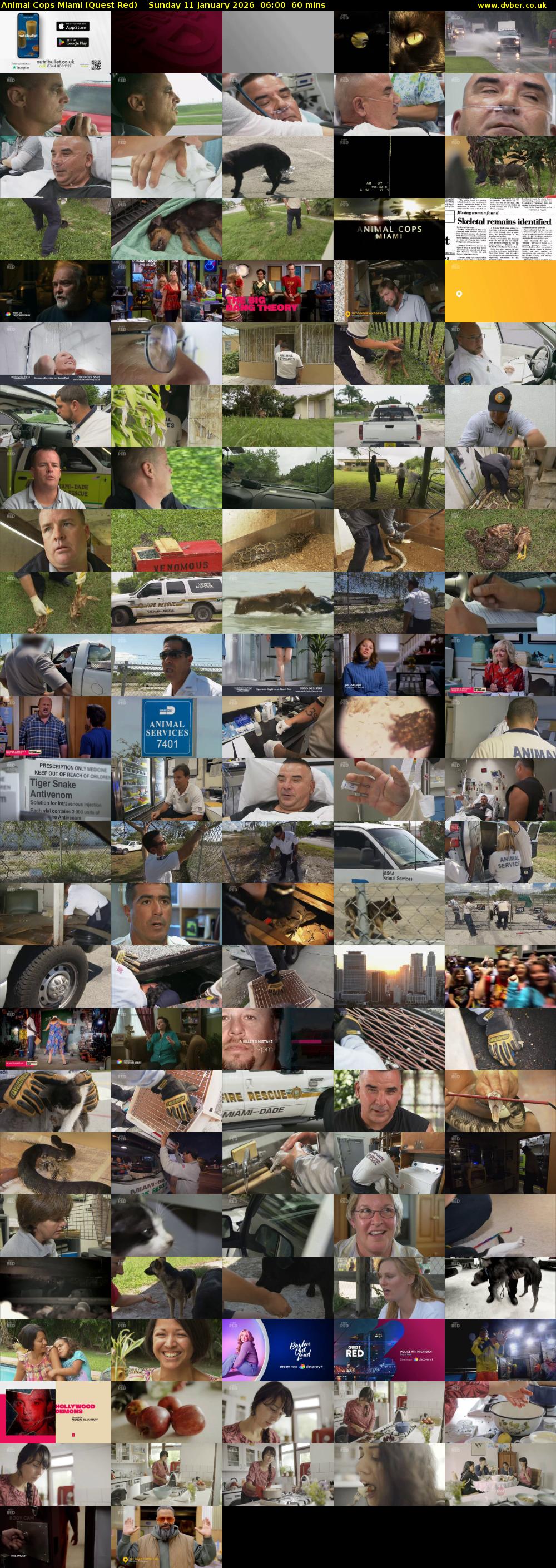 Animal Cops Miami (Quest Red) Sunday 11 January 2026 06:00 - 07:00