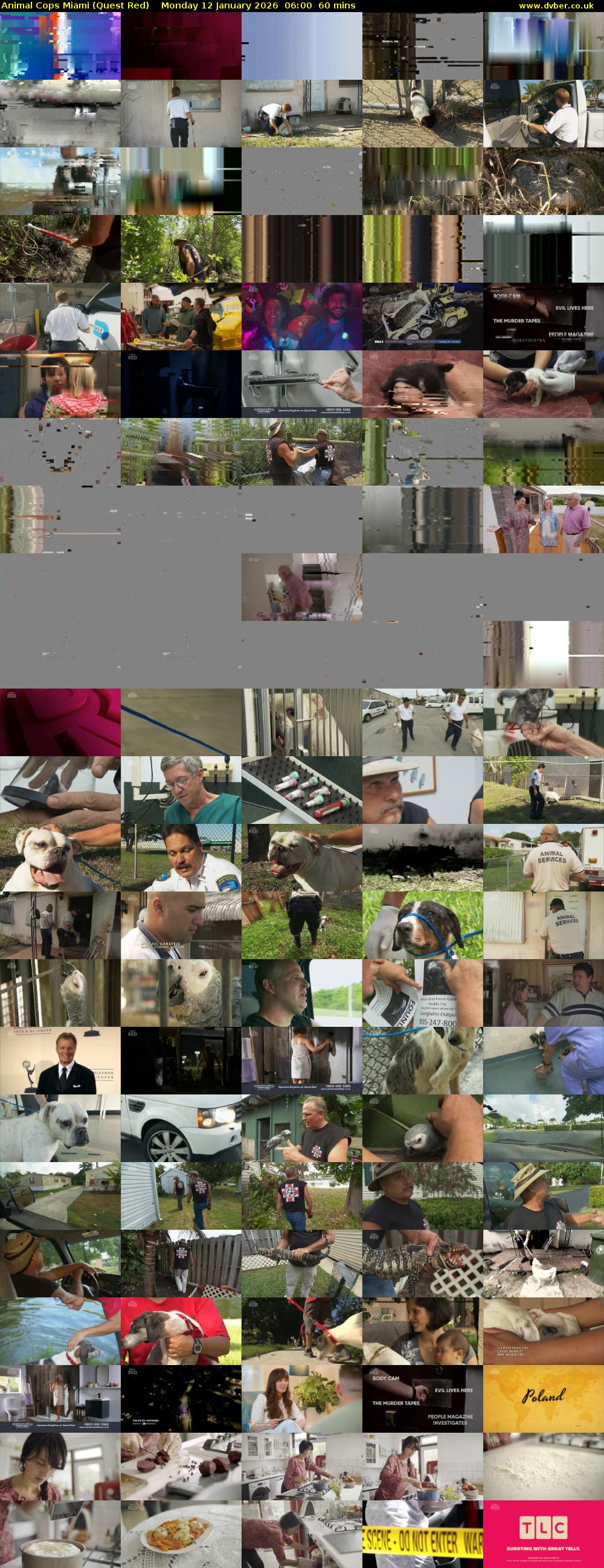 Animal Cops Miami (Quest Red) Monday 12 January 2026 06:00 - 07:00