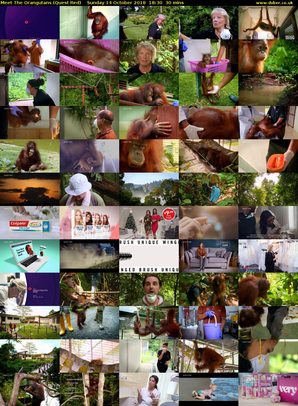 Meet The Orangutans (Quest Red) Sunday 14 October 2018 18:30 - 19:00