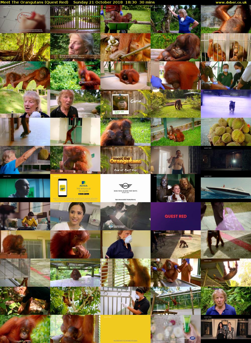 Meet The Orangutans (Quest Red) Sunday 21 October 2018 18:30 - 19:00
