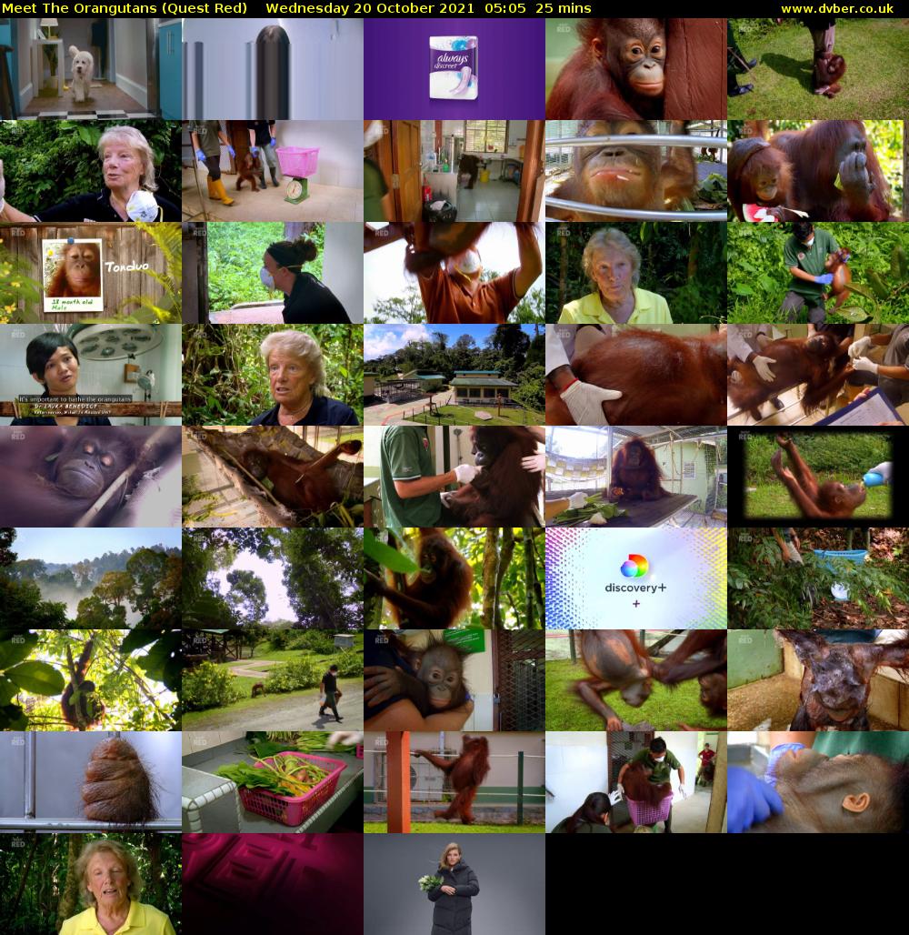 Meet The Orangutans (Quest Red) Wednesday 20 October 2021 05:05 - 05:30