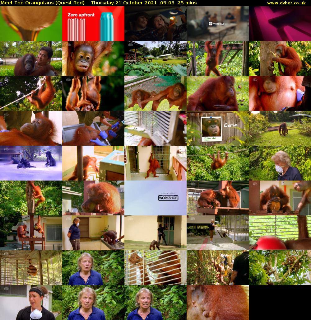 Meet The Orangutans (Quest Red) Thursday 21 October 2021 05:05 - 05:30