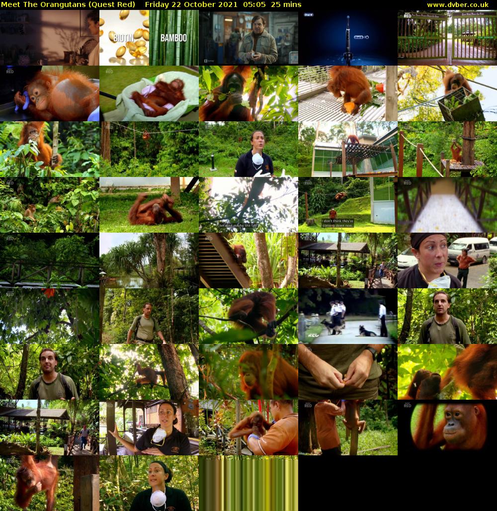 Meet The Orangutans (Quest Red) Friday 22 October 2021 05:05 - 05:30