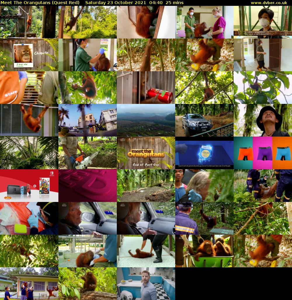Meet The Orangutans (Quest Red) Saturday 23 October 2021 04:40 - 05:05