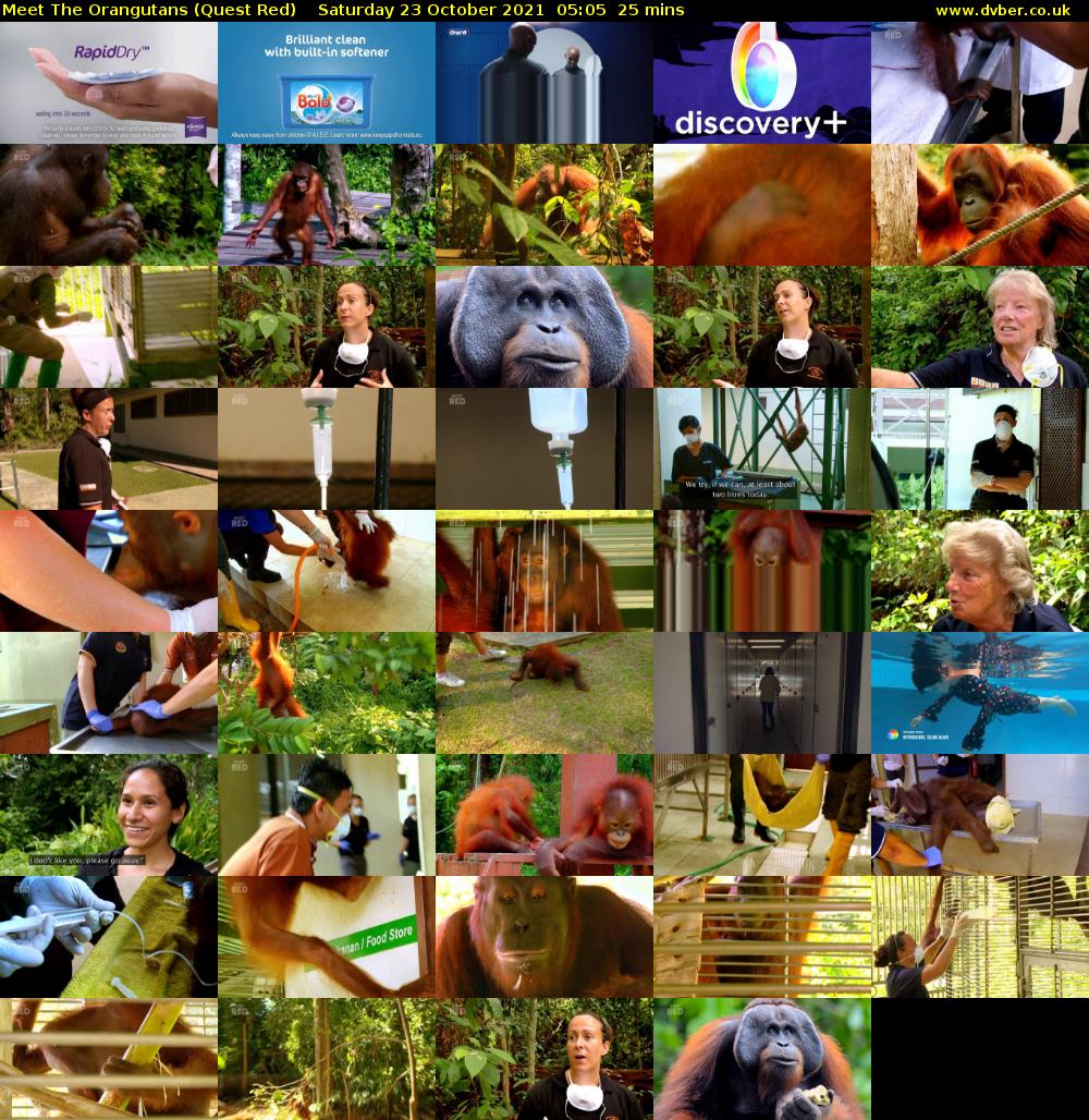 Meet The Orangutans (Quest Red) Saturday 23 October 2021 05:05 - 05:30