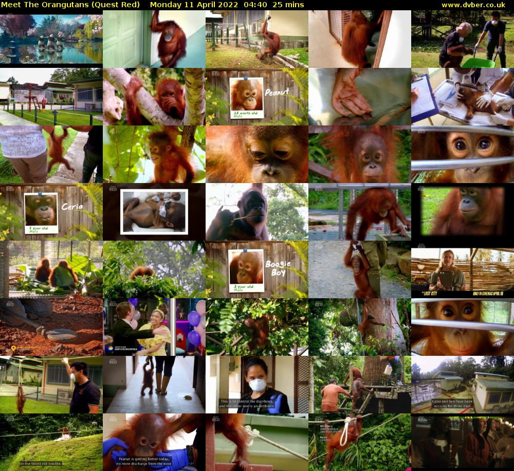 Meet The Orangutans (Quest Red) Monday 11 April 2022 04:40 - 05:05