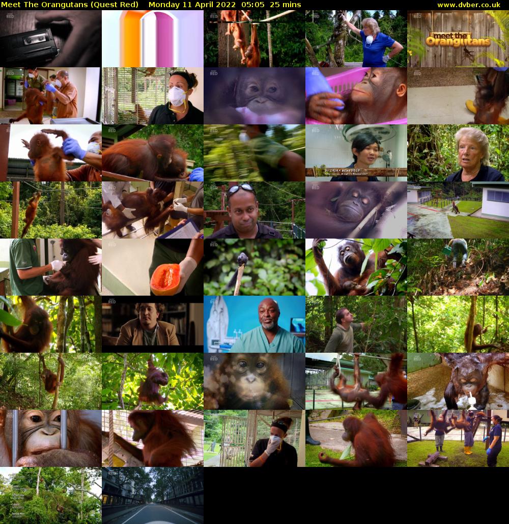 Meet The Orangutans (Quest Red) Monday 11 April 2022 05:05 - 05:30