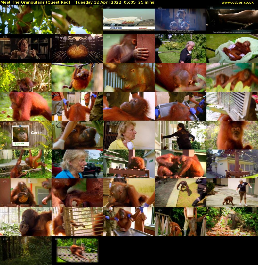 Meet The Orangutans (Quest Red) Tuesday 12 April 2022 05:05 - 05:30