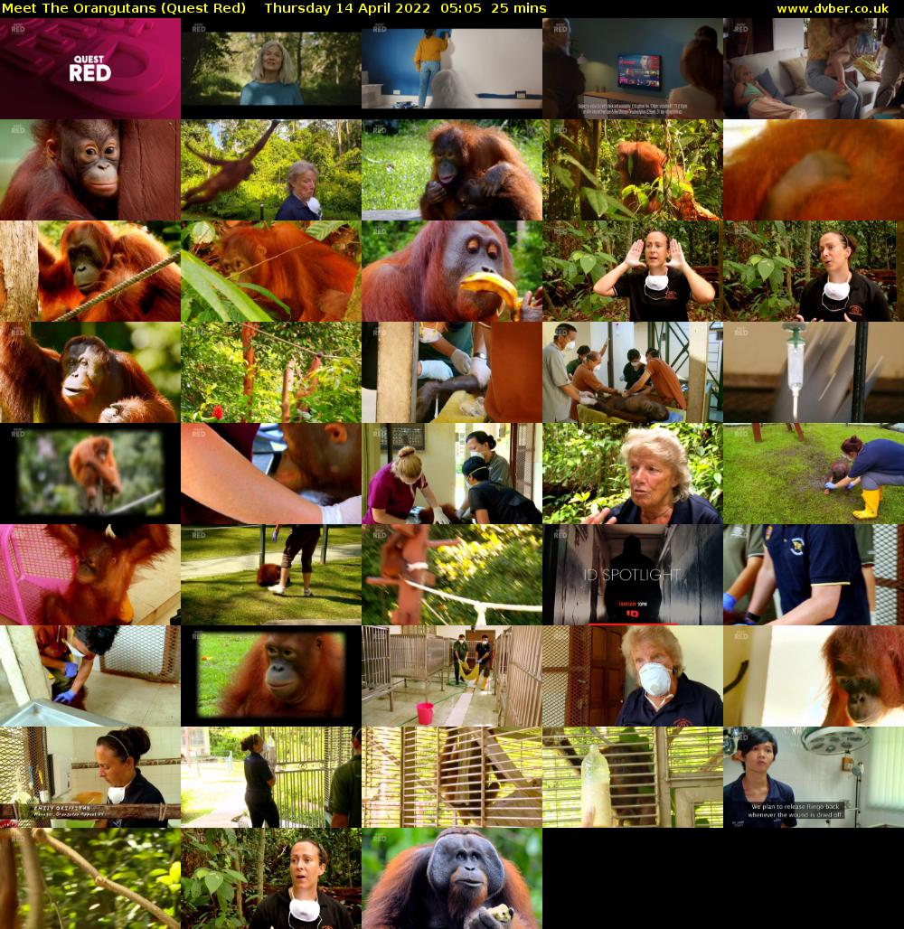 Meet The Orangutans (Quest Red) Thursday 14 April 2022 05:05 - 05:30