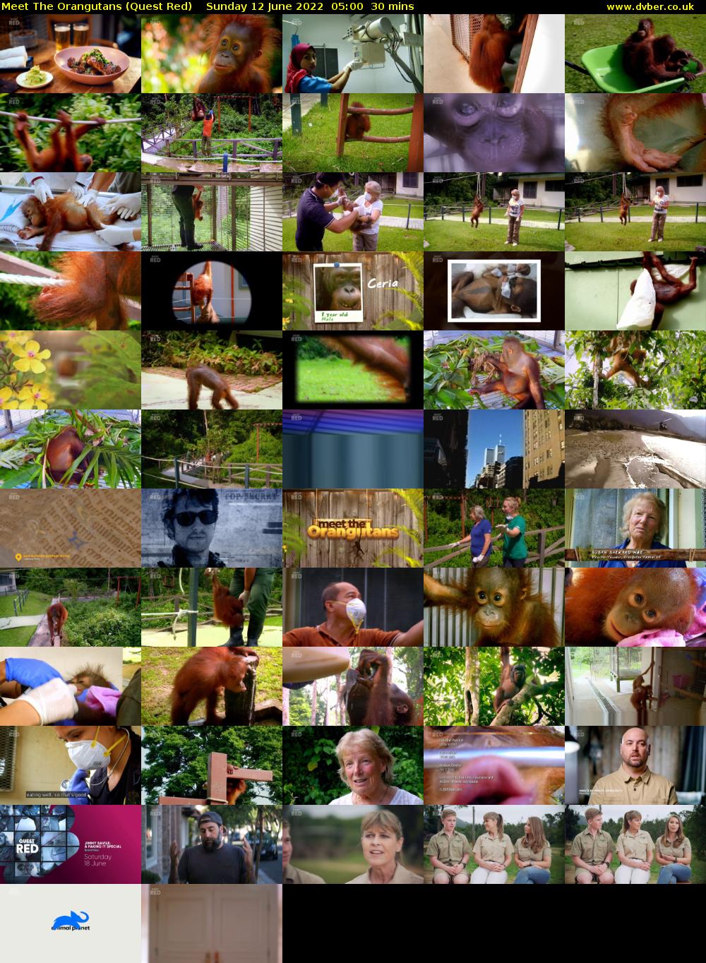 Meet The Orangutans (Quest Red) Sunday 12 June 2022 05:00 - 05:30