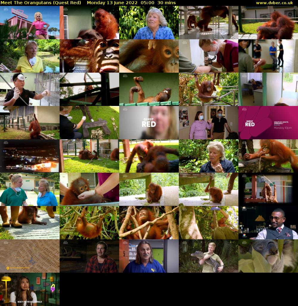 Meet The Orangutans (Quest Red) Monday 13 June 2022 05:00 - 05:30