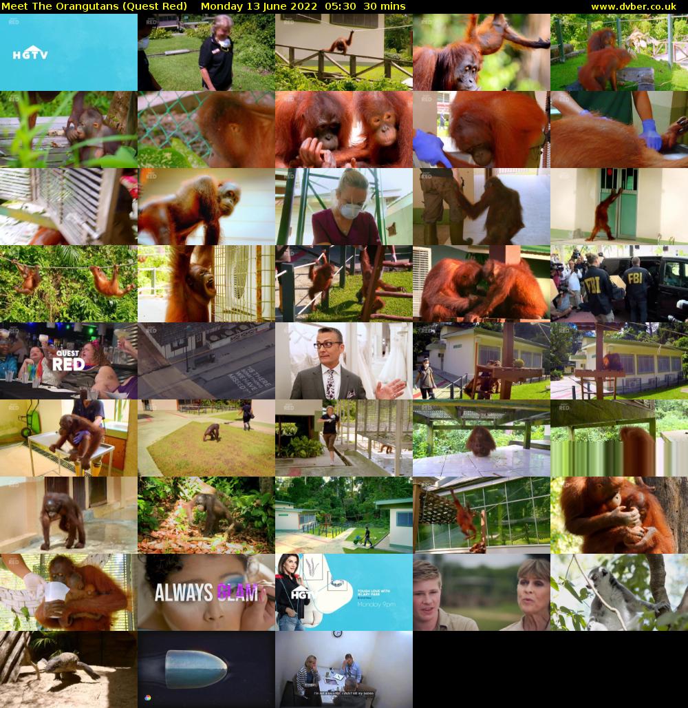 Meet The Orangutans (Quest Red) Monday 13 June 2022 05:30 - 06:00