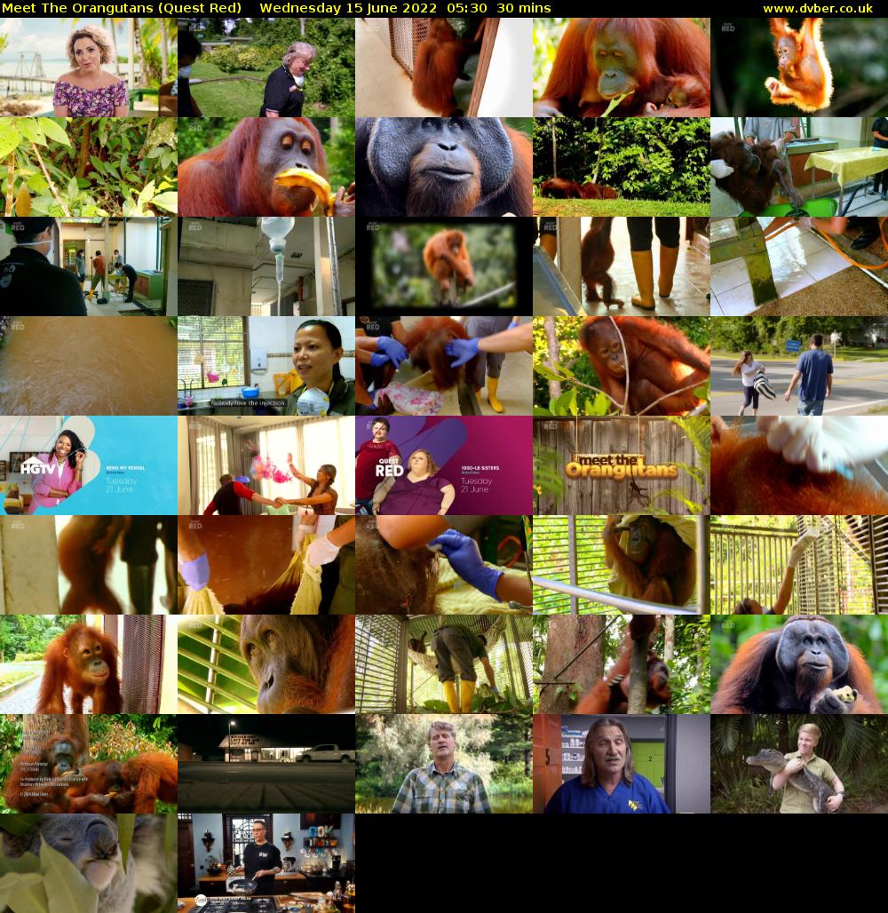 Meet The Orangutans (Quest Red) Wednesday 15 June 2022 05:30 - 06:00