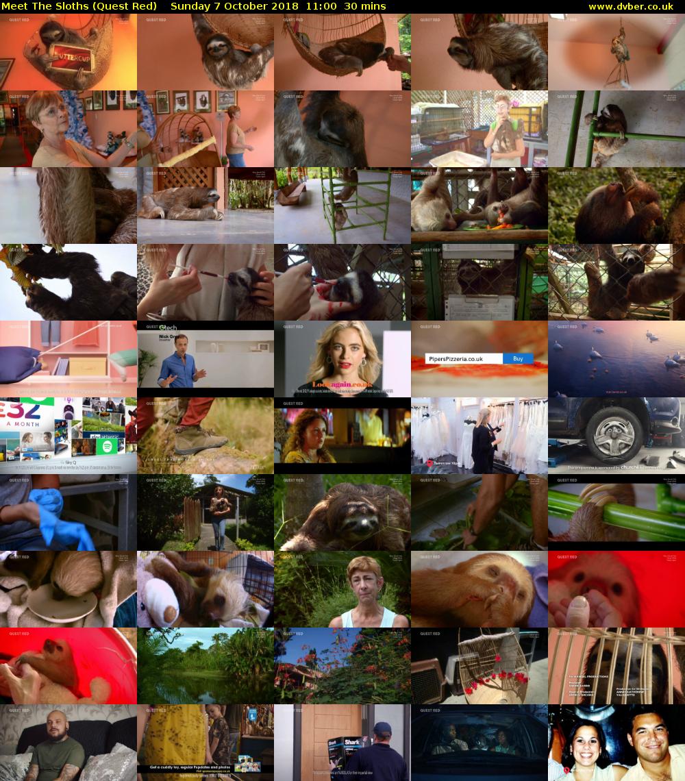 Meet The Sloths (Quest Red) Sunday 7 October 2018 11:00 - 11:30
