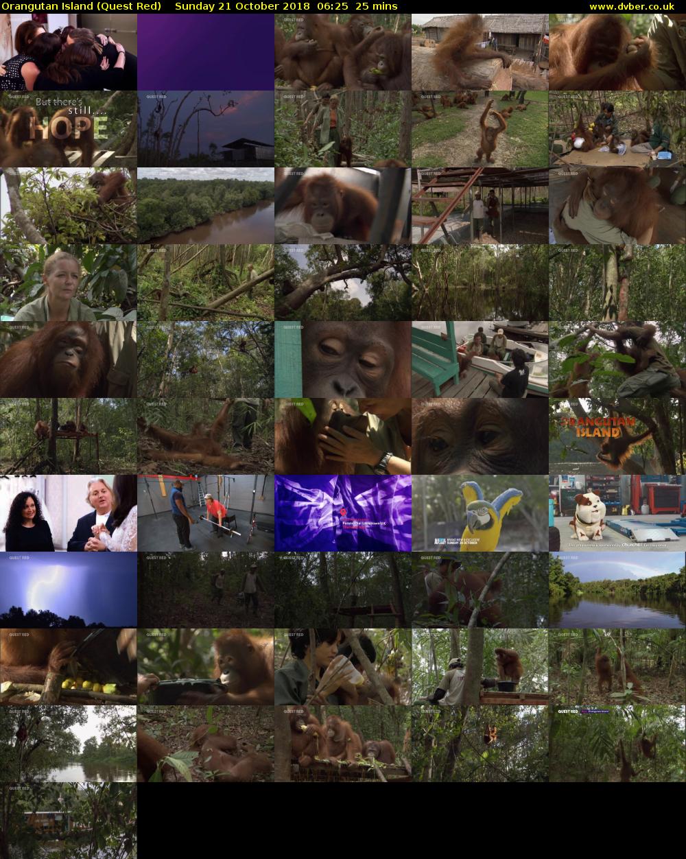 Orangutan Island (Quest Red) Sunday 21 October 2018 06:25 - 06:50