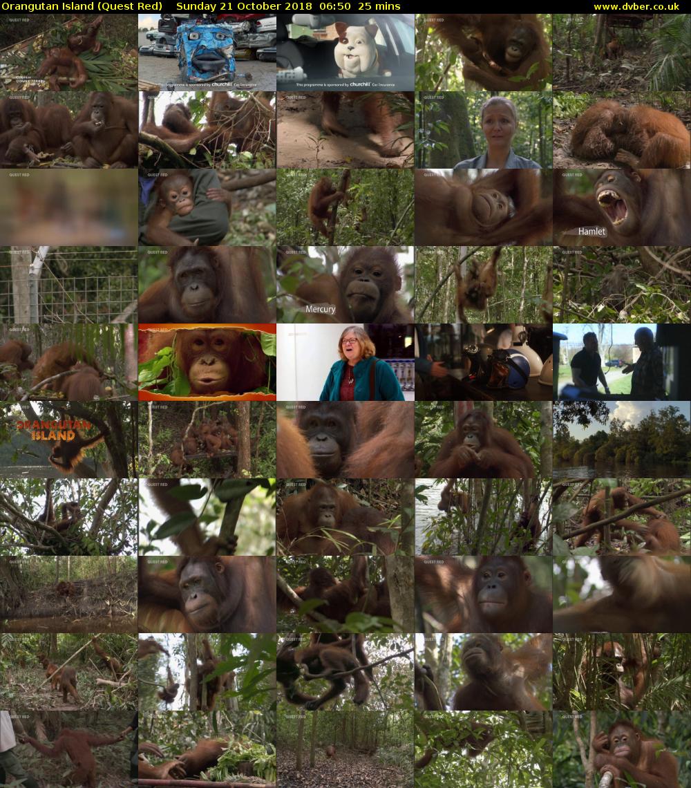 Orangutan Island (Quest Red) Sunday 21 October 2018 06:50 - 07:15
