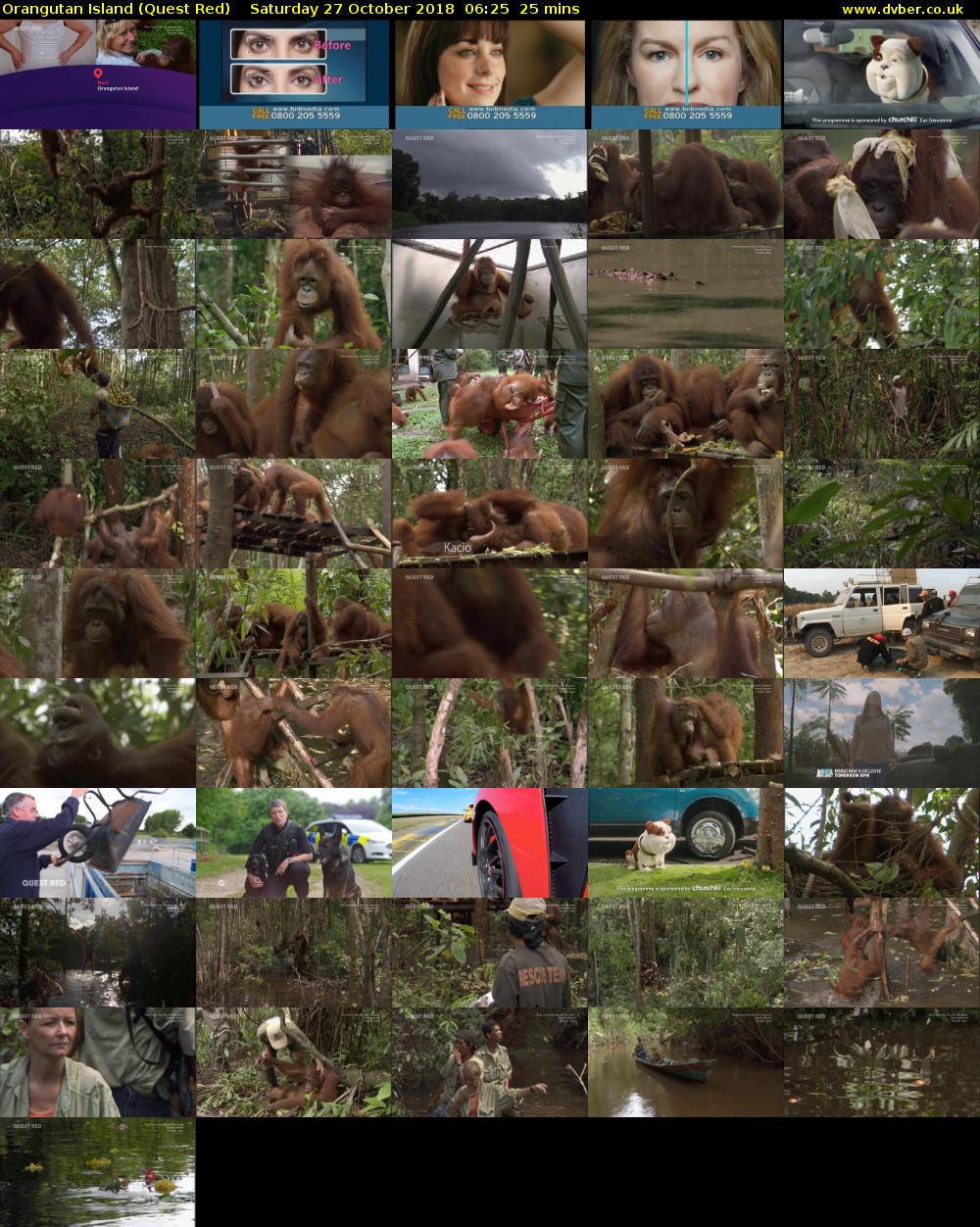Orangutan Island (Quest Red) Saturday 27 October 2018 06:25 - 06:50