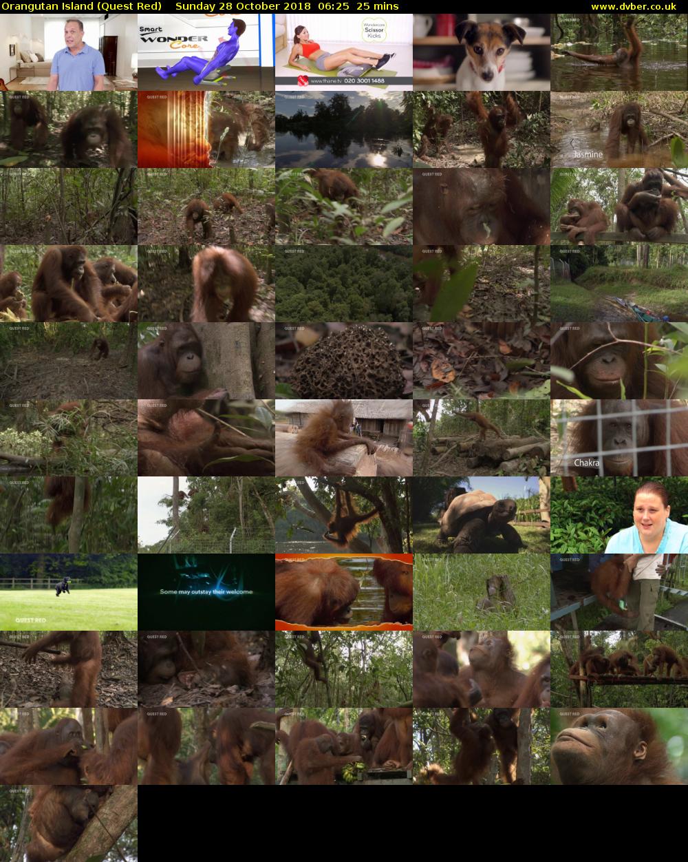 Orangutan Island (Quest Red) Sunday 28 October 2018 06:25 - 06:50