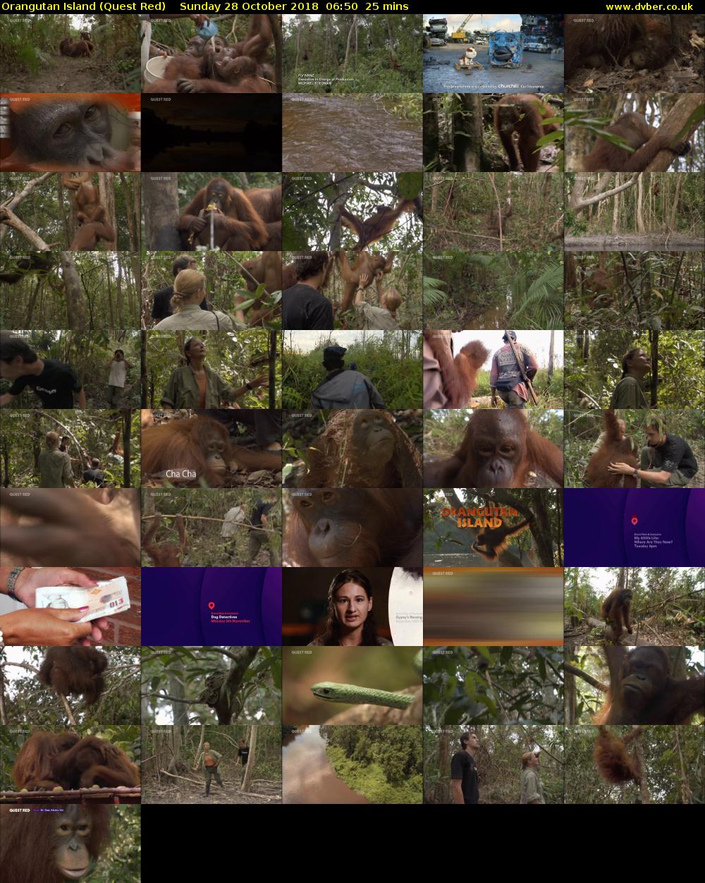 Orangutan Island (Quest Red) Sunday 28 October 2018 06:50 - 07:15