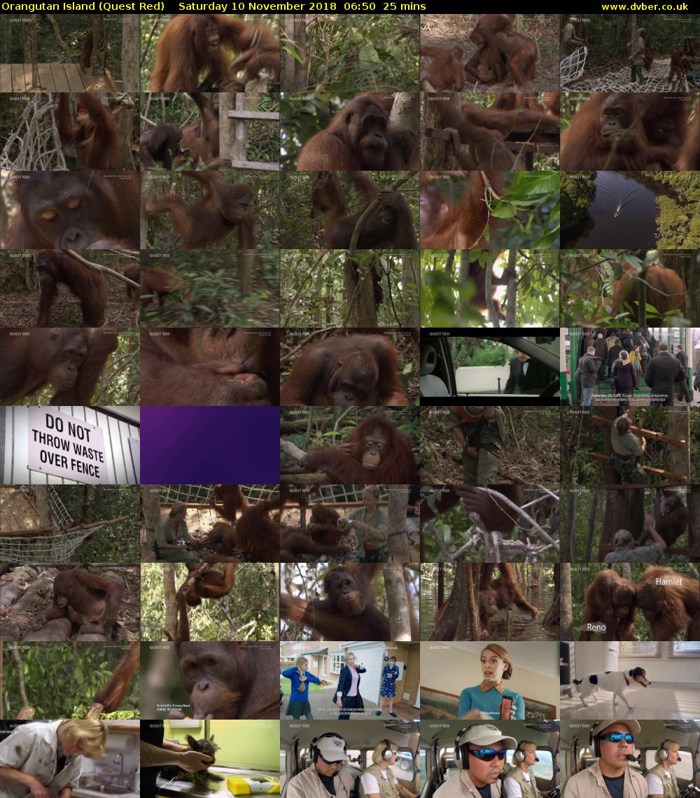 Orangutan Island (Quest Red) Saturday 10 November 2018 06:50 - 07:15