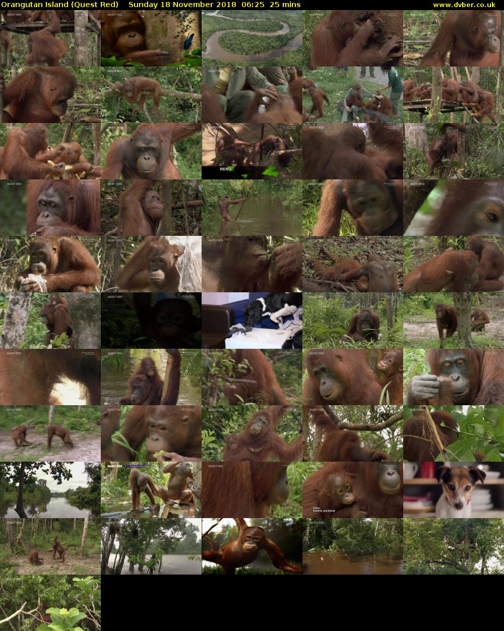 Orangutan Island (Quest Red) Sunday 18 November 2018 06:25 - 06:50