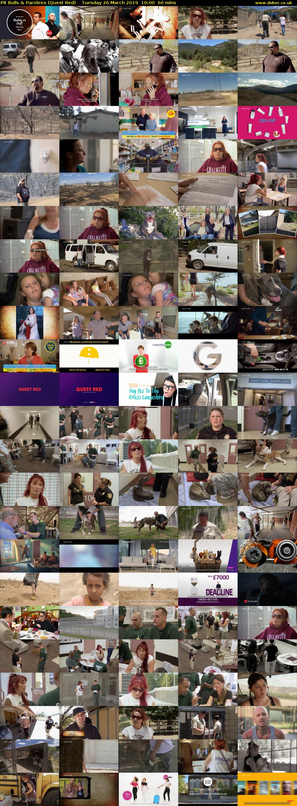 Pit Bulls & Parolees (Quest Red) Tuesday 26 March 2019 10:00 - 11:00