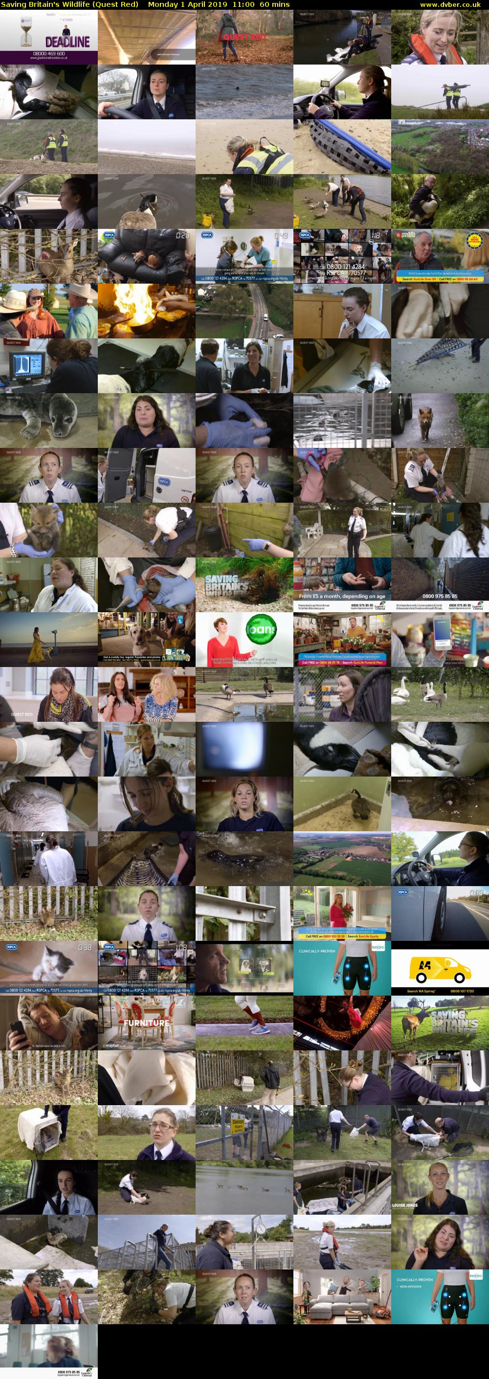 Saving Britain's Wildlife (Quest Red) Monday 1 April 2019 11:00 - 12:00