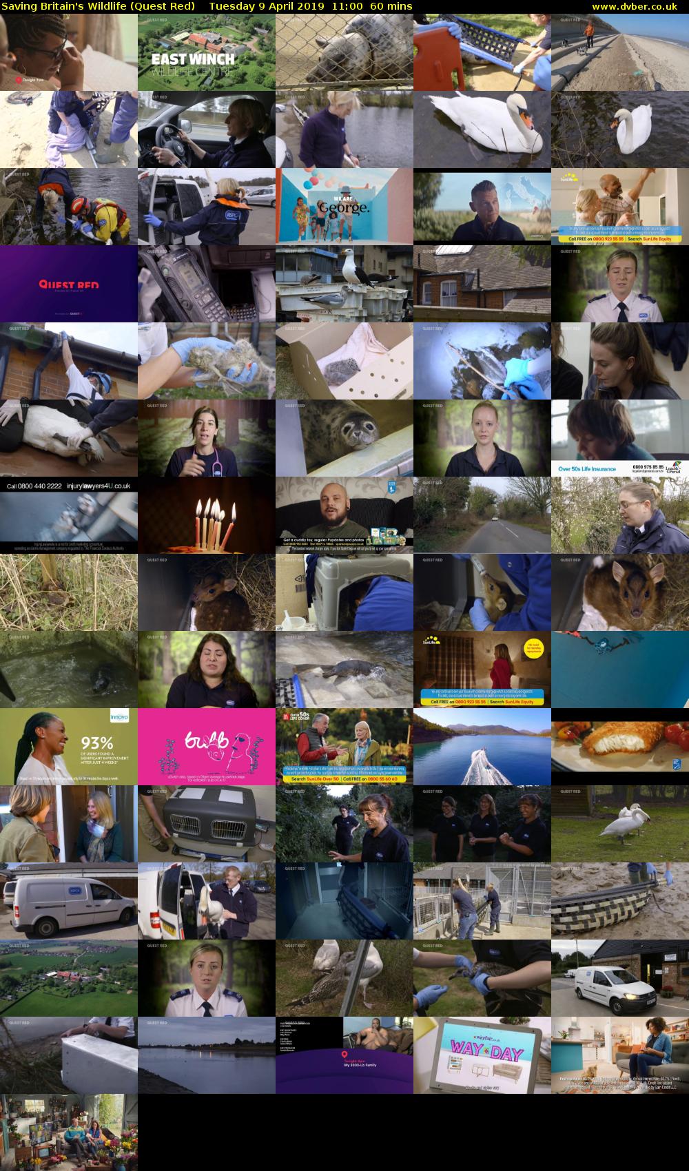 Saving Britain's Wildlife (Quest Red) Tuesday 9 April 2019 11:00 - 12:00