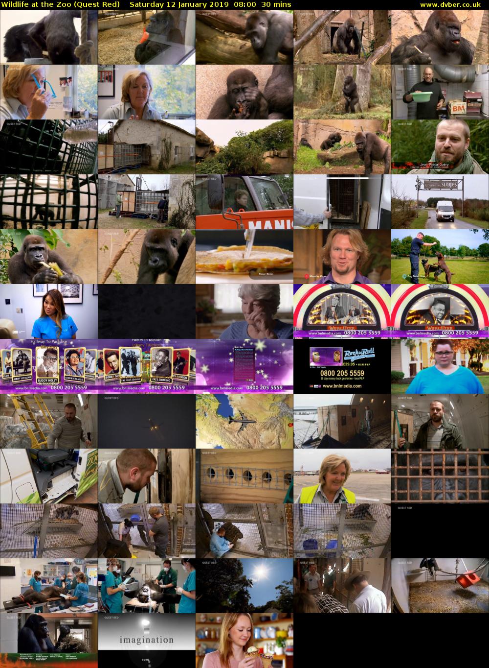 Wildlife at the Zoo (Quest Red) Saturday 12 January 2019 08:00 - 08:30