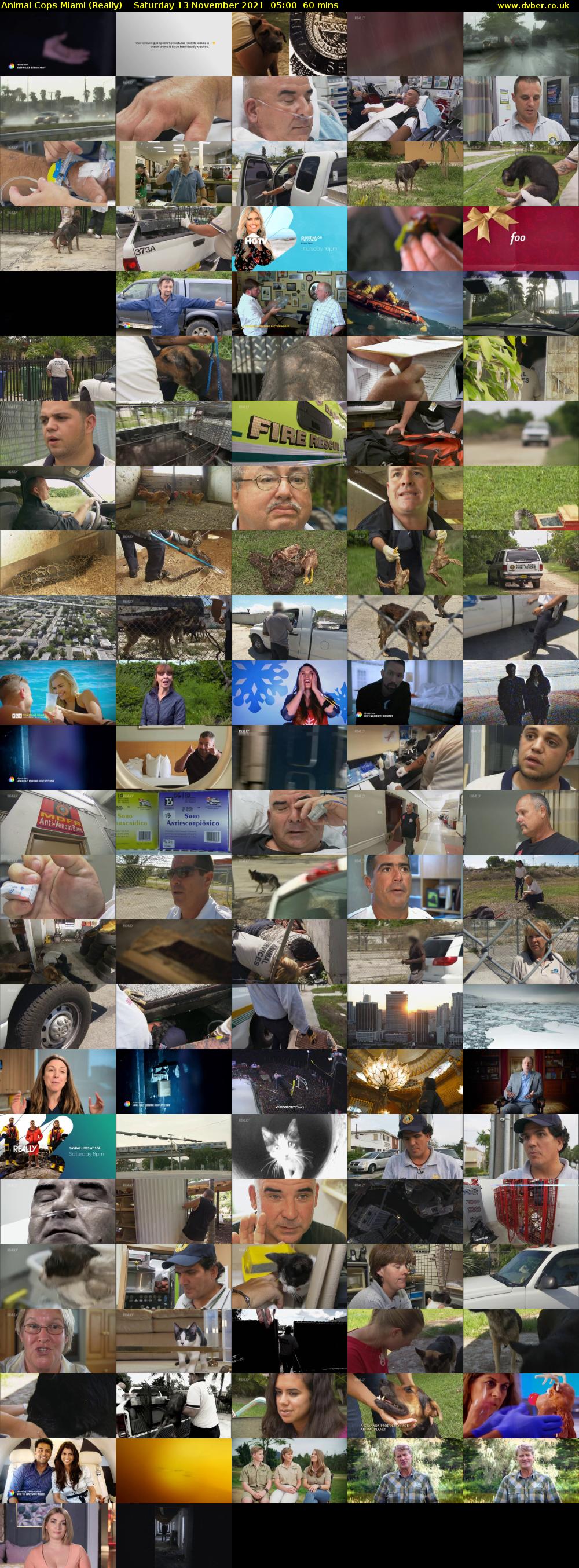 Animal Cops Miami (Really) Saturday 13 November 2021 05:00 - 06:00
