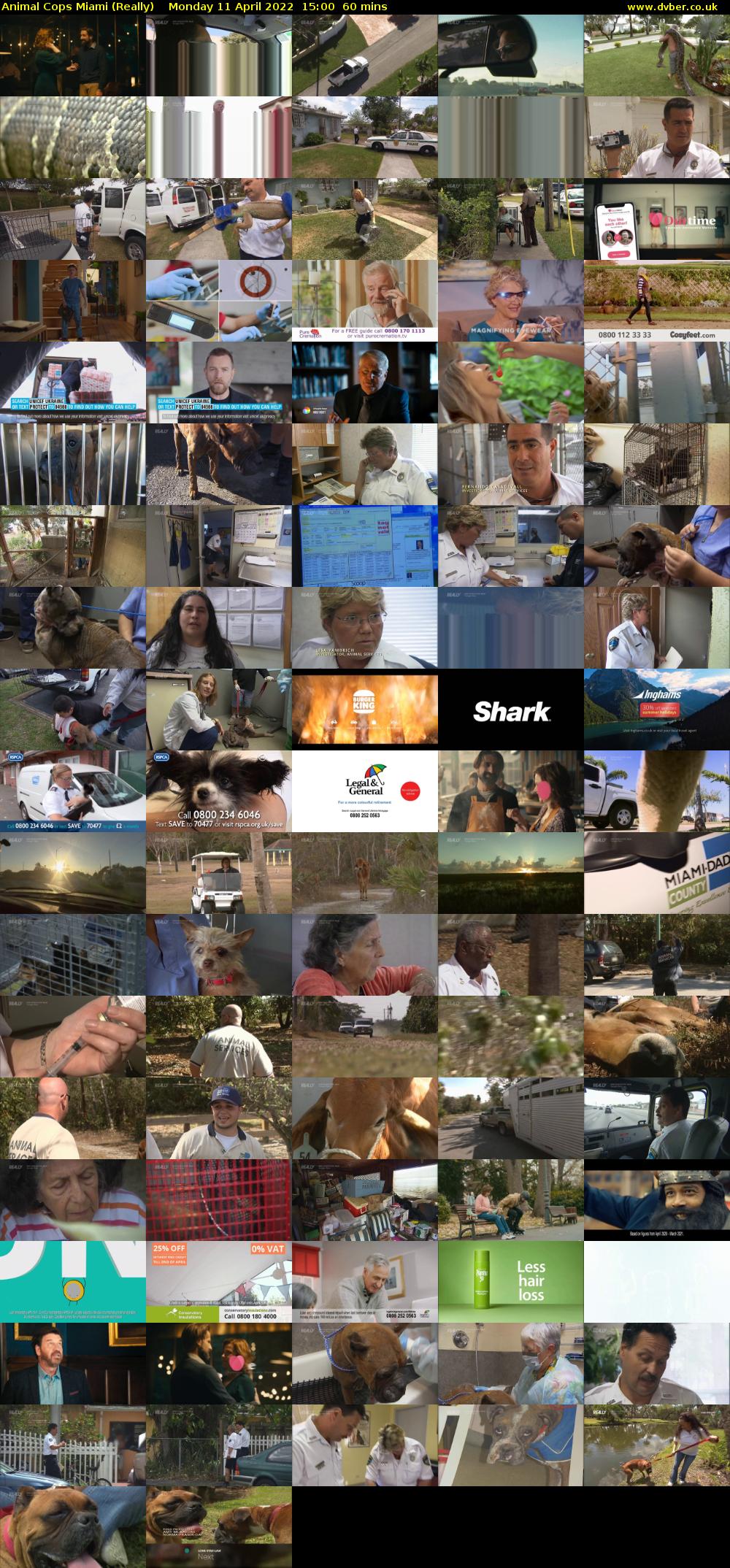 Animal Cops Miami (Really) Monday 11 April 2022 15:00 - 16:00