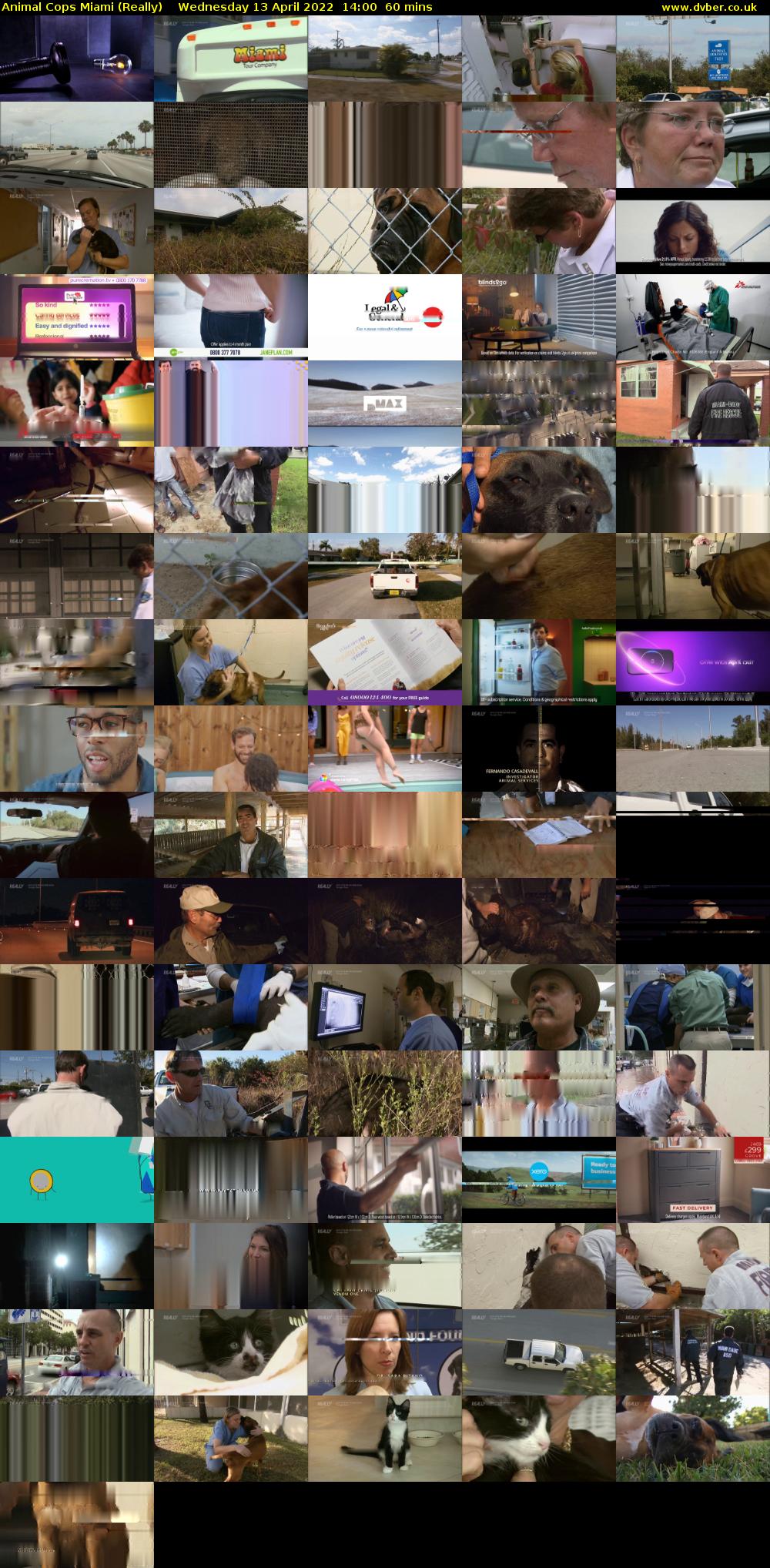 Animal Cops Miami (Really) Wednesday 13 April 2022 14:00 - 15:00