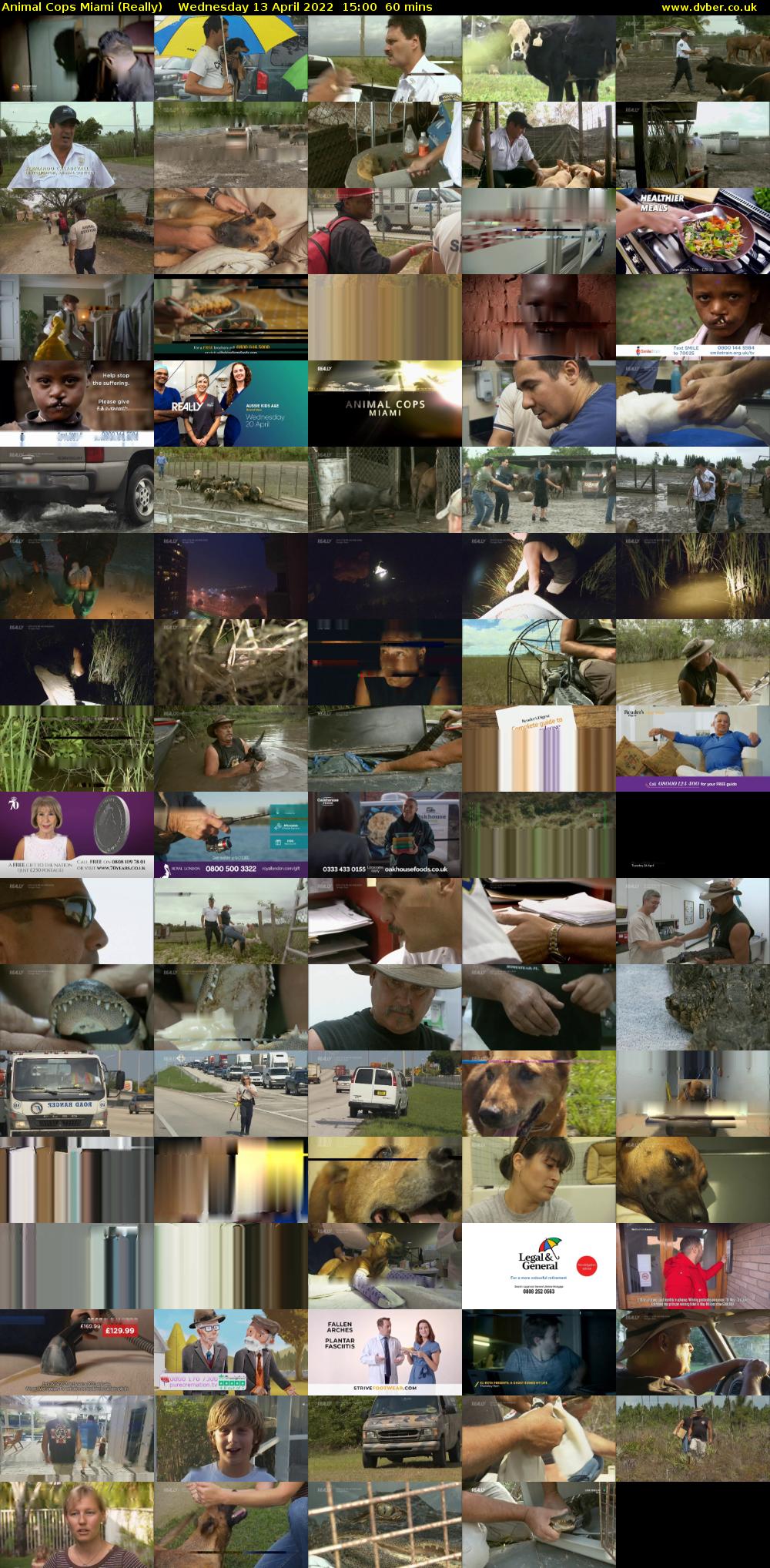 Animal Cops Miami (Really) Wednesday 13 April 2022 15:00 - 16:00