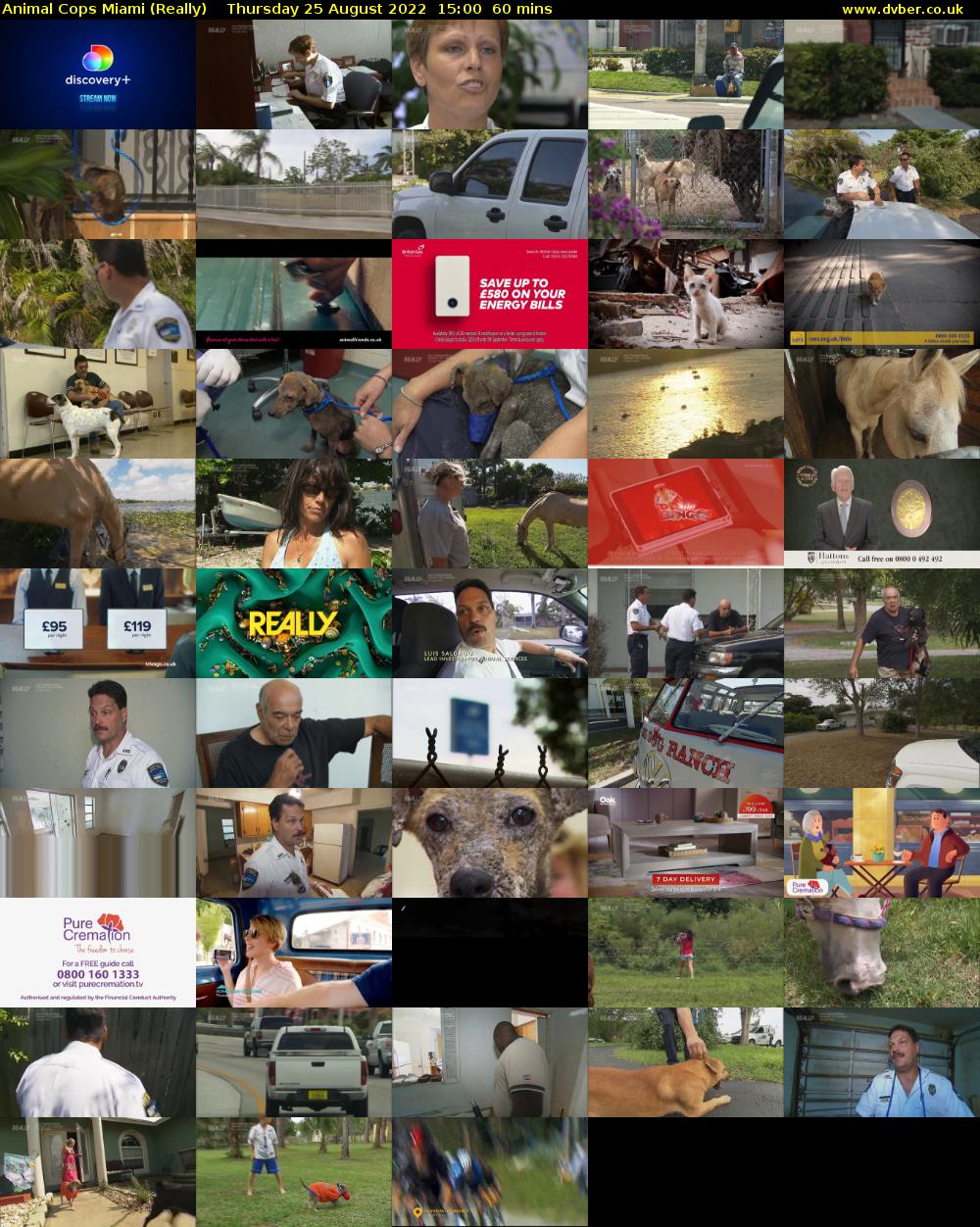 Animal Cops Miami (Really) Thursday 25 August 2022 15:00 - 16:00