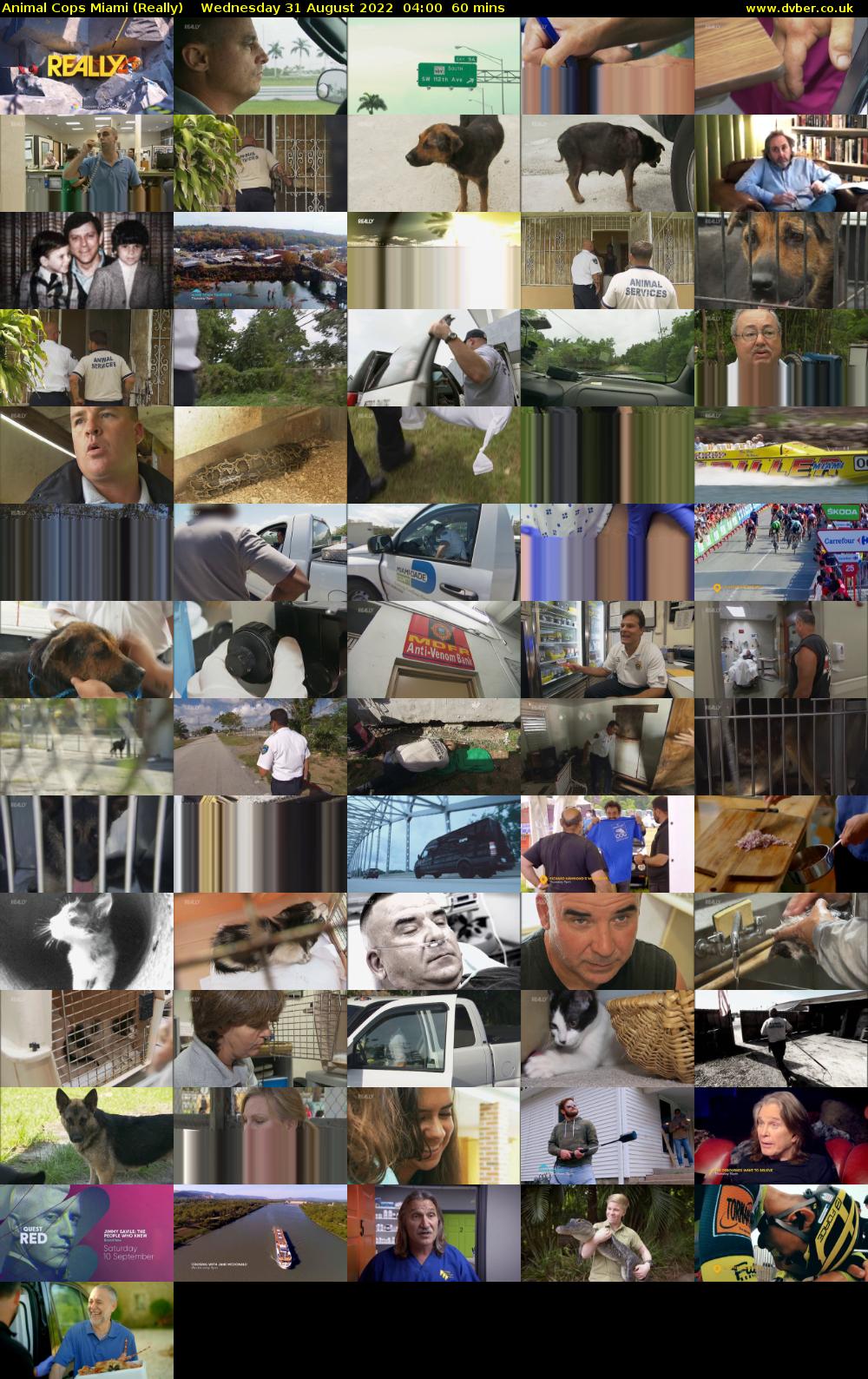 Animal Cops Miami (Really) Wednesday 31 August 2022 04:00 - 05:00