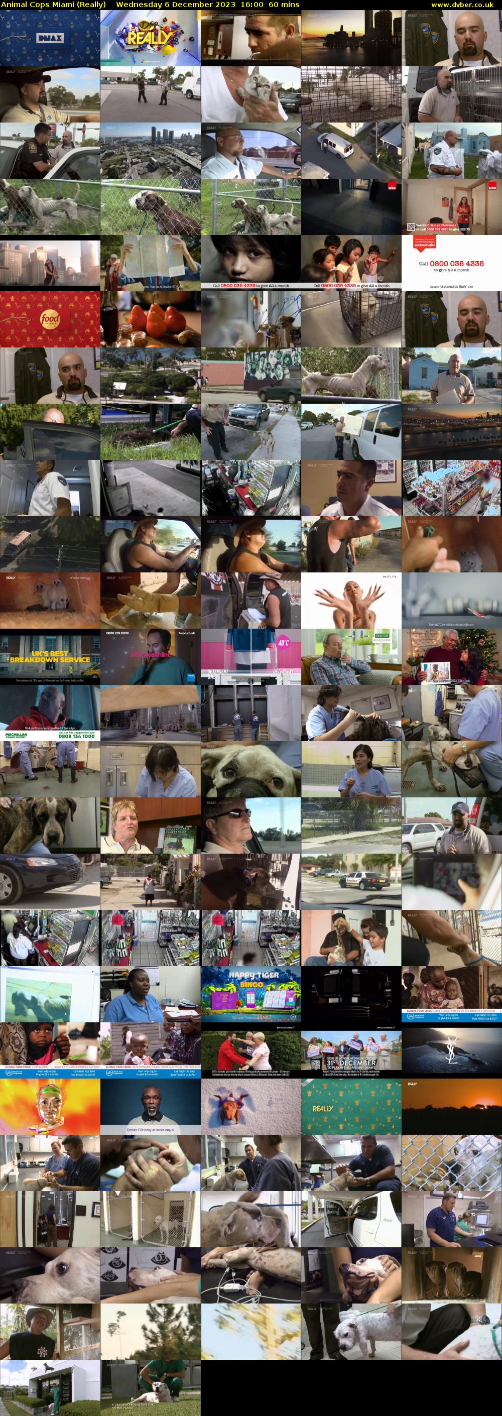 Animal Cops Miami (Really) Wednesday 6 December 2023 16:00 - 17:00