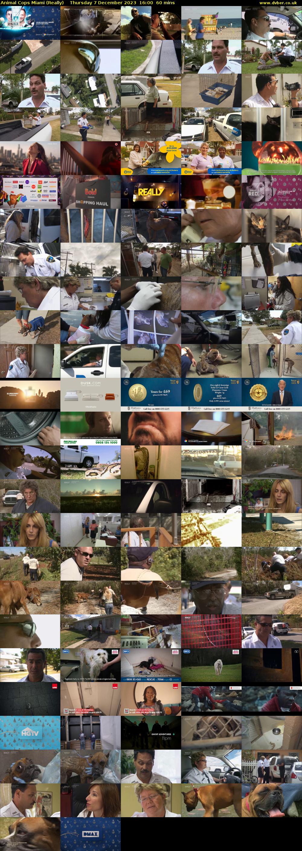 Animal Cops Miami (Really) Thursday 7 December 2023 16:00 - 17:00