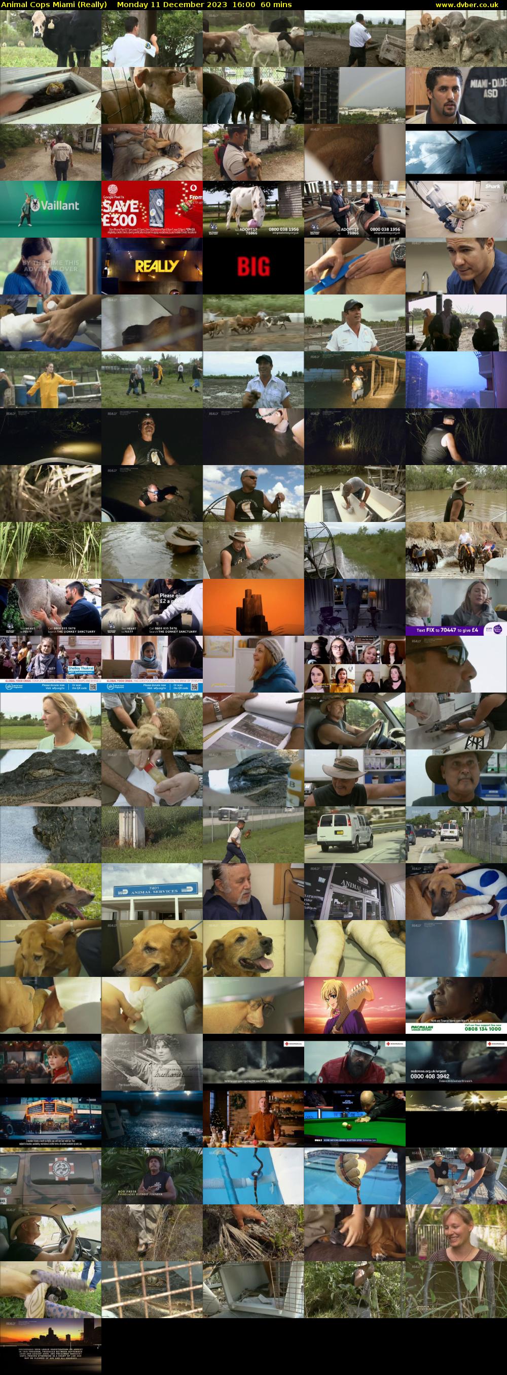 Animal Cops Miami (Really) Monday 11 December 2023 16:00 - 17:00
