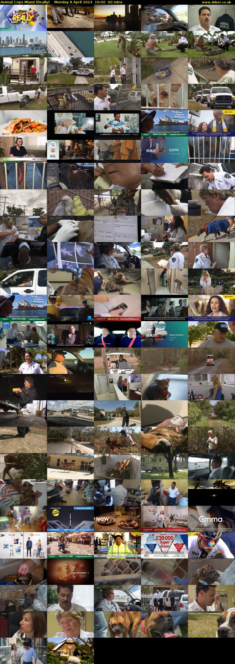 Animal Cops Miami (Really) Monday 8 April 2024 16:00 - 17:00