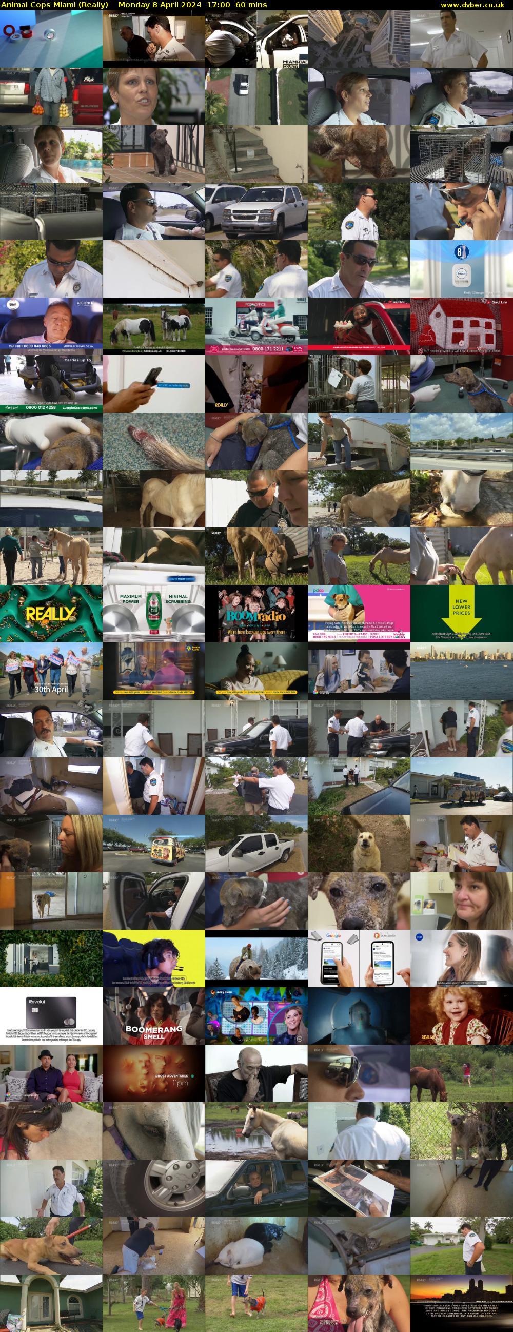 Animal Cops Miami (Really) Monday 8 April 2024 17:00 - 18:00