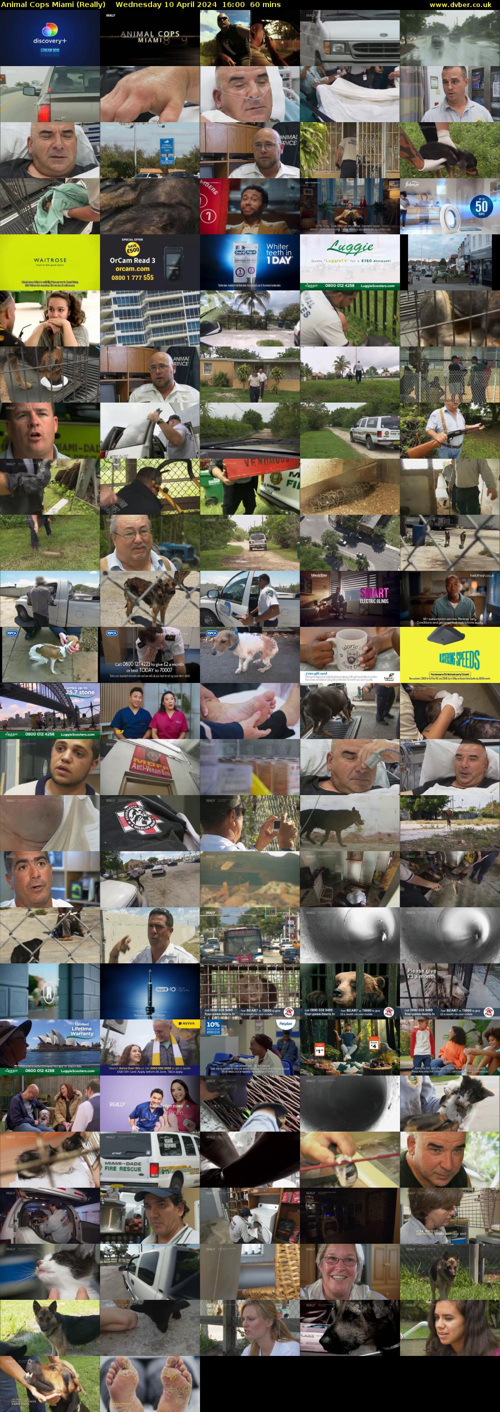 Animal Cops Miami (Really) Wednesday 10 April 2024 16:00 - 17:00
