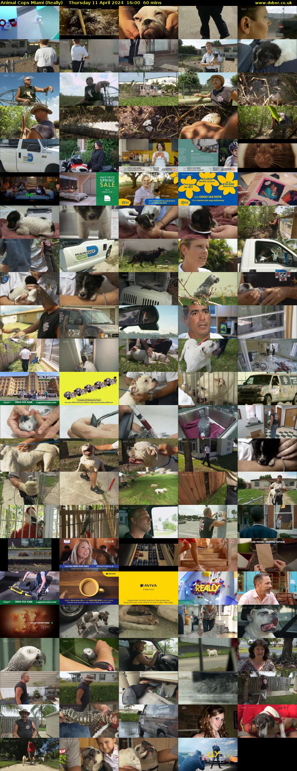 Animal Cops Miami (Really) Thursday 11 April 2024 16:00 - 17:00