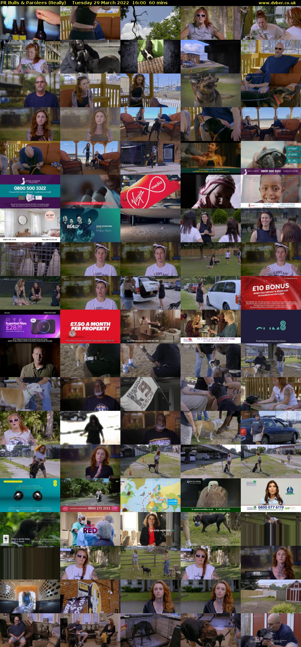 Pit Bulls & Parolees (Really) Tuesday 29 March 2022 16:00 - 17:00