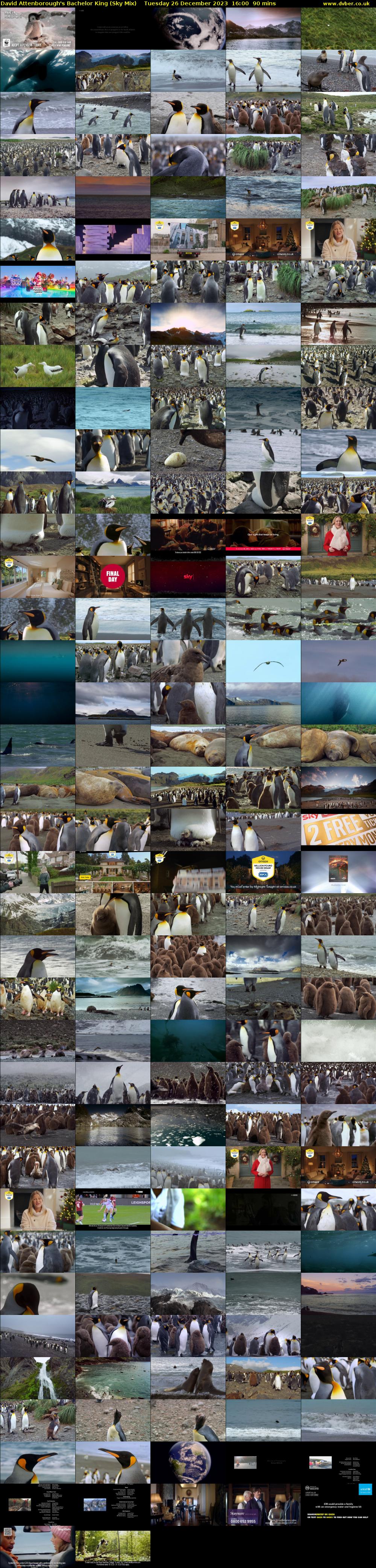 David Attenborough's Bachelor King (Sky Mix) Tuesday 26 December 2023 16:00 - 17:30