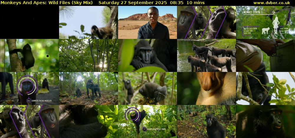 Monkeys And Apes: Wild Files (Sky Mix) Saturday 27 September 2025 08:35 - 08:45