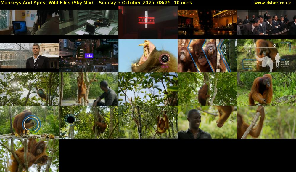 Monkeys And Apes: Wild Files (Sky Mix) Sunday 5 October 2025 08:25 - 08:35