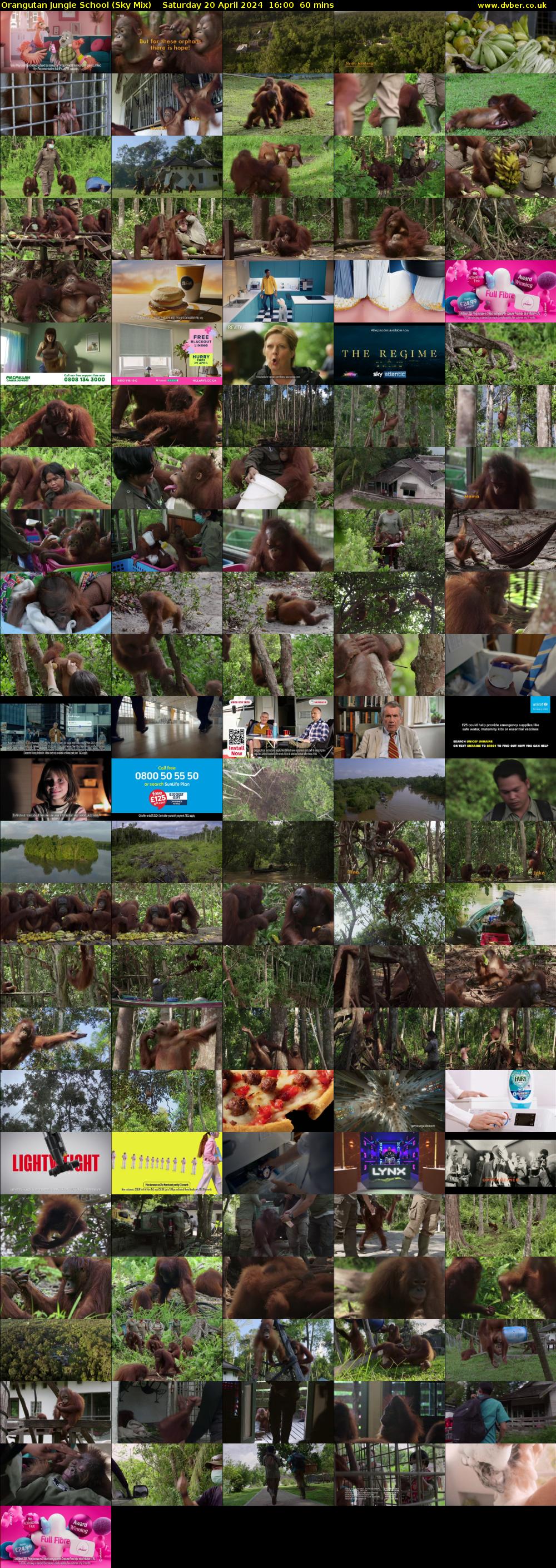 Orangutan Jungle School (Sky Mix) Saturday 20 April 2024 16:00 - 17:00